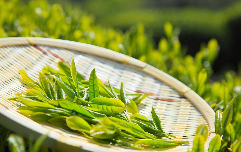 海关数据显示 2022年1-7月份中国茶叶出口统计分析